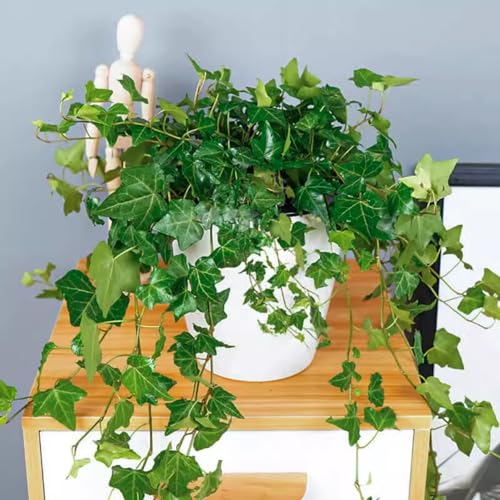 Trailing English Ivy Live Plant Hardy Ivy Plants in 4 Pot Climbing Plants Outdoor Garden Easy Care House Plant (Green)