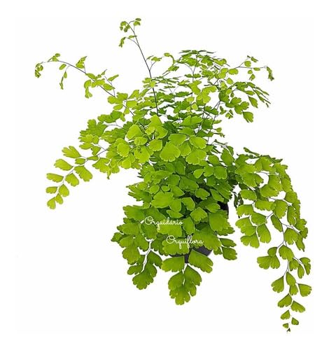 Muda Avenca Cabelo-de-vênus Planta Natural com Vaso