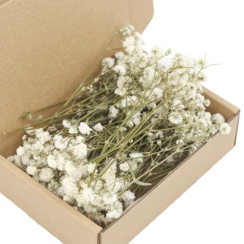 Set de 50 flores secas naturales de Gypsophila para decoración miniatura 1