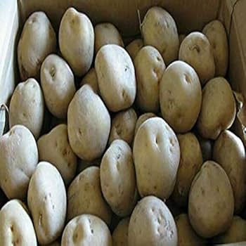 馬鈴薯デジマSサイズ8kg 馬鈴薯デジマSサイズ8kg 自然栽培】出島（デジマ）じゃがいも 20