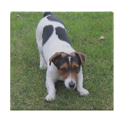 Cojín de espuma viscoelástica Jack Russell lavable para asiento suave 2
