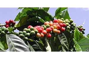 10 Jamaican Blue Mountain Coffee Bean Seeds Coffee Seeds for Growing