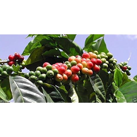 10 Coffea Plant Seeds (Jamaican Blue Mountain Coffee) Grow Your Own Coffee Tree! Cover