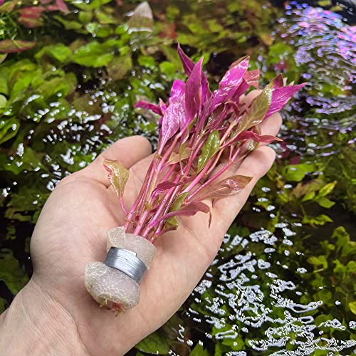 Substratesource Live Aquarium Red Stem Plants - Freshwater Aquatic Plant For Fish Tanks thumb #3