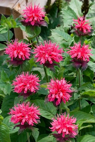 Monarda fistulosa \'Pink Lace\' 11x11 cm Topf – Winterhart, Mehrjährig, Pflegeleicht – Indianernessel – Staude für Beet & Rabatte Monarda fistulosa \'Pink Lace\' 11x11 cm Topf – Winterhart, Mehrjährig, Pflegeleicht – Indianernessel – Staude für Beet & Rabatte