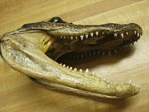 Real Bone Alligator Head Skull 7