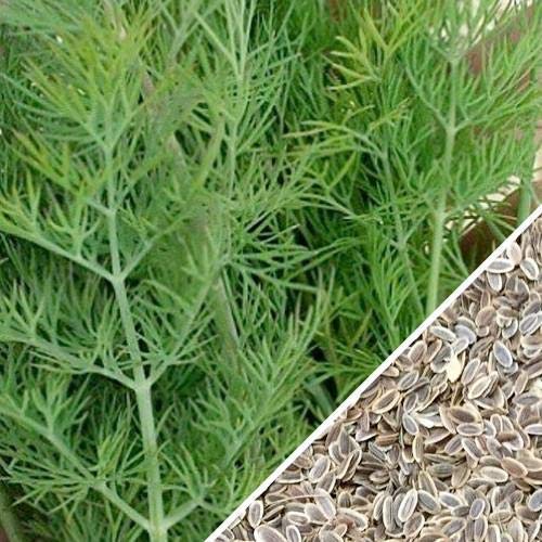 ® XLA-100 High Germination Heirloom Quality Dill Herb Seeds (B0CJ2PG81B) Amazon Price History, Amazon Price Tracker