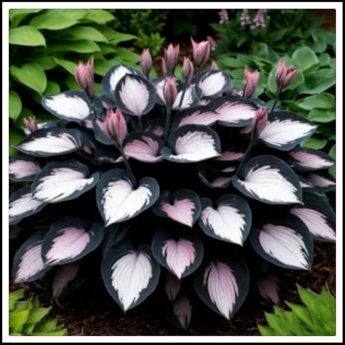Wgchterg Ornament-hosta-Midnight Blue Heart Hosta -Fast Growth -Perfect for Garden Landscaping-4rhizome-I
