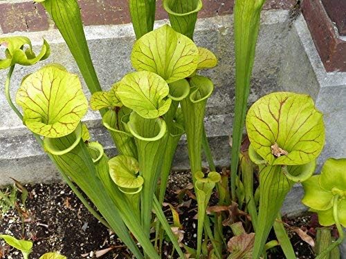 Carnivorous Plant Soil Mix, 1 Quart Re-Pot 1-2 Small Plants Size Bag, All Natural Ingredients, Great Soil for Venus Fly Traps, Sundews, and Pitcher Plants (1qt)