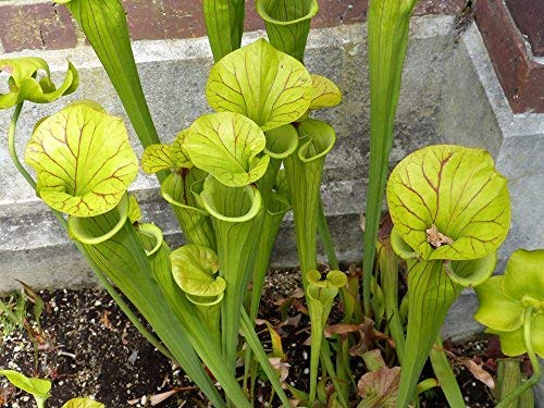 https://m.media-amazon.com/images/I/51uRLTHd2LL._SL500_.jpg