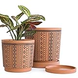 D'vine Dev 2-Pot Set