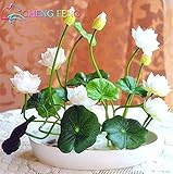 sustrato plantas acuaticas estanque  semillas de loto, semillas del lirio de agua de loto, flor, lirio de agua / paquete de semillas de loto tazón de fuente de partículas 10 Otros
