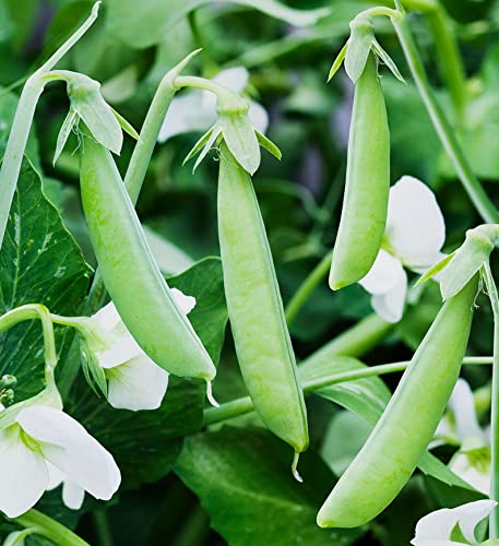 35 Sugar Ann Snap Pea Seeds For Planting Heirloom Non Gmo 7 Grams Of Seeds Garden Vegetable Bulk Survival #TOP1