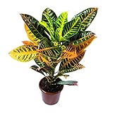 Crotón Natural Planta Resistente y Fácil de Cuidar - Altura 60cm