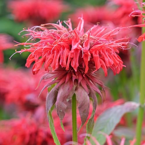Monarda Cambridge Scarlet - Potted Summer Flowering Red Bee 