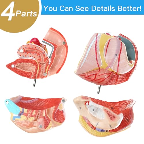 Image of Human Female Genitalia Organ Anatomical Model, Life-Size 4 Parts Female Genital System Anatomical Model with Colorful Manual and Stand for Medical Science Education Study or Teaching