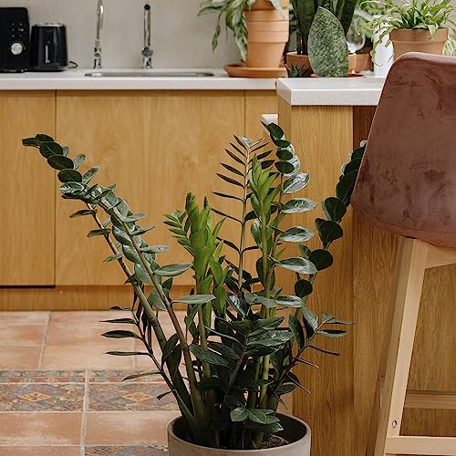 Muda De Zamioculca Em Vaso Fácil de Cuidar Ideal Para Ambientes Internos Verde