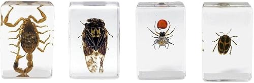 CELESTRON Kit de muestras de insectos 3D #4