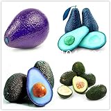 Enviamos internacionalmente Bloom Green Co. 10 Unids Rare Verde Aguacate Bonsai Muy Delicioso Ãrbol Frutal Fã¡Cil de Cultivar para el Jardã­n En Casa Decoraciã³n DIY Planta en Maceta: Mezclado