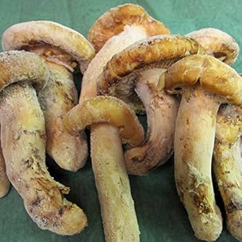 Amazon.co.jp: 新物 松茸1kg 上級ランク 中開き＆開き/冷凍