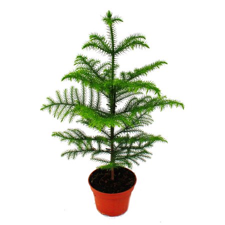 indoor christmas tree plant