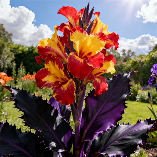 Extrem winterharte Canna/Canna-Rhizom/Lange Blüte/Gartendekoration/Kältebeständige Staude-2 PCS-H