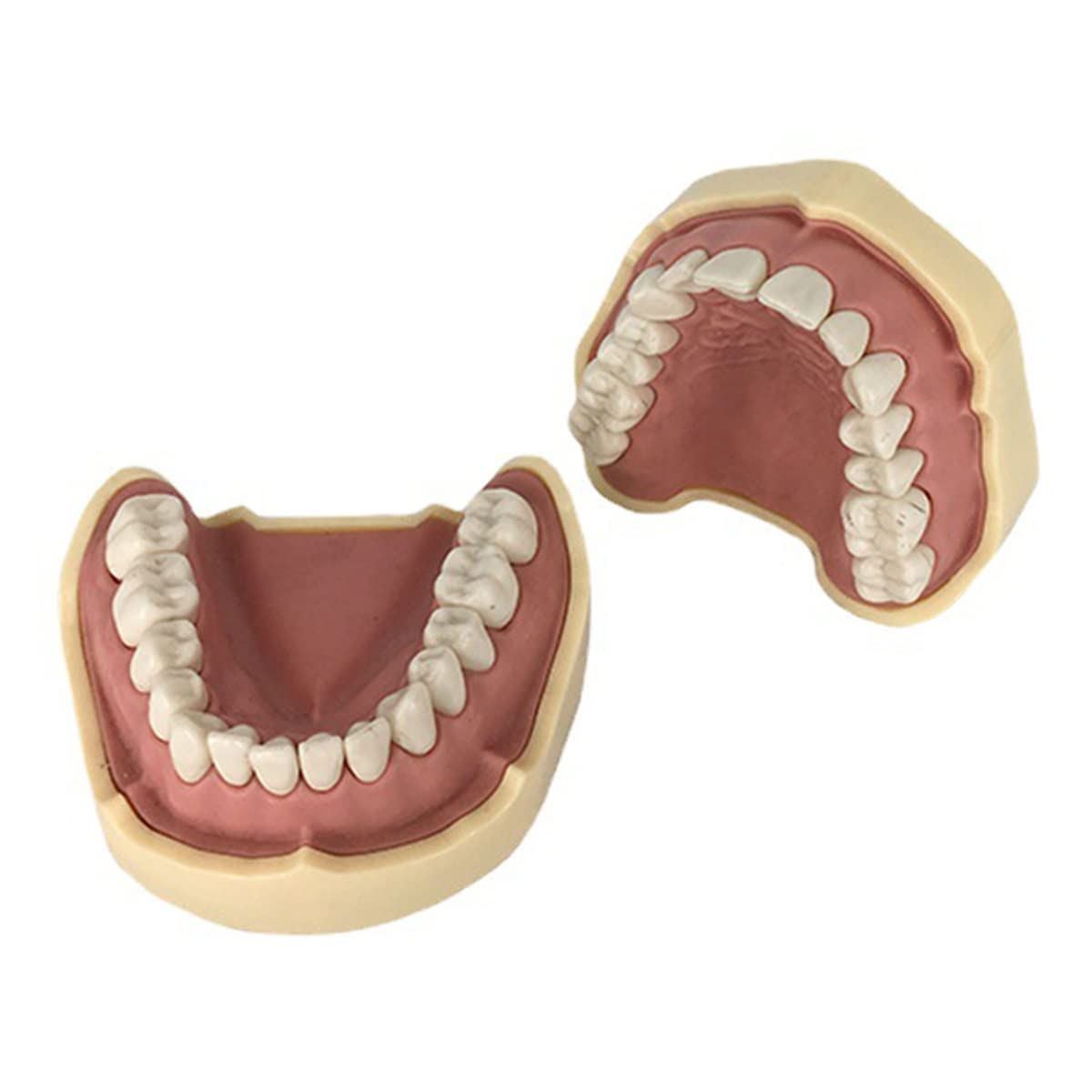 Modelo de Dientes, con Modelo de 28 Dientes Totalmente extraíbles, para la enseñanza, la práctica y el Estudio de la odontología