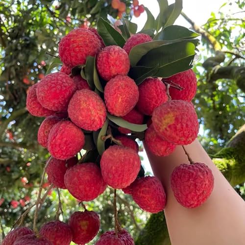 Image of All Time Tezpur Litchi Plant Tropical Rare Exotic Dwarf Air Layered Lychee Tree (height 1-2 Feet) Litchi Plant Hybrid All Seasons Live Fruit Plant For Home Garden
