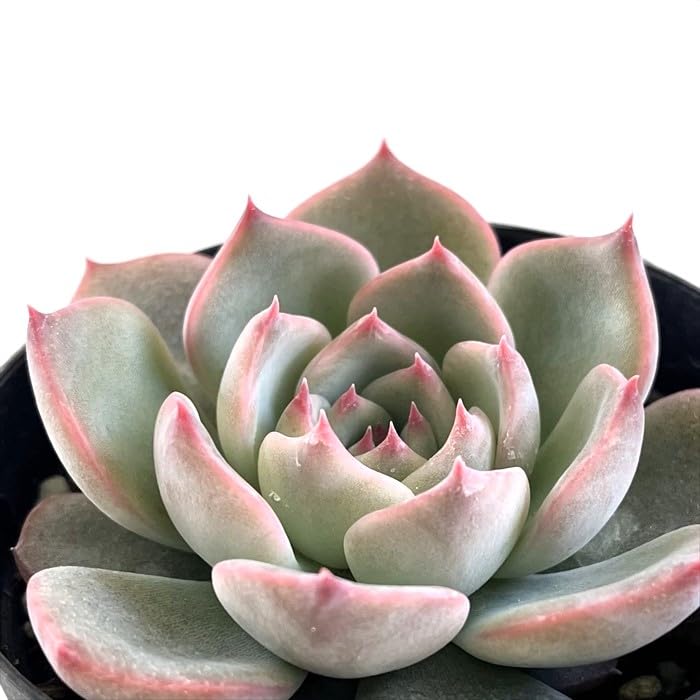 Amazon｜多肉植物 skエケベリア キャラリアン 多肉植物 エケベリア 7.5