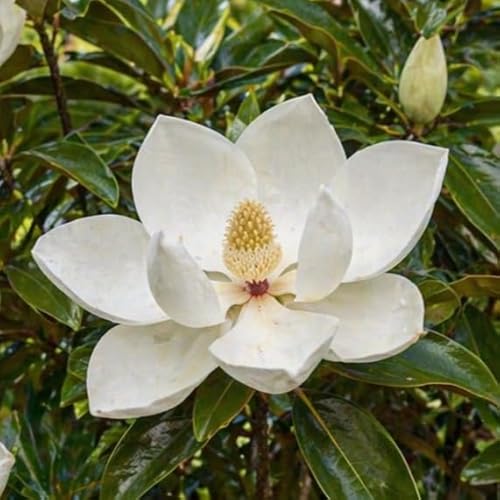 2 Southern Magnolia Tree - 12-18" Tall Live Plants - Fragrant White Flowers - Fast Growing Seedling - Magnolia grandiflora - (2 Pack)