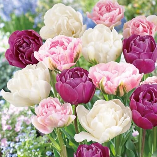 チューリップ 球根 プリンセストリオセット 3種18球 (各6球) チューリップの球根/国華園 25年秋商品 フィノラ マウントタコマ ブルースペクタクル フィノーラ 八重咲のサムネイル