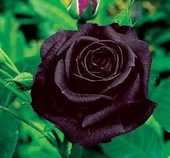 Zomoloco_Rose Plant-Unique Black Rose Plant CF[8004122] (B0BHSLMBQJ) Amazon Price History, Amazon Price Tracker