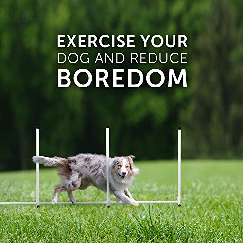 Better Sporting Dogs Complete Starter Agility Set for Dogs | 5 Piece Dog Agility Kit | Dog Tunnel | Agility Jump | Tire Jump | Weave Poles | Pause Box