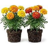 2 Marigold Plants Live, Marigold Flower Plant, 3 to 6 Inch Tall Marigolds Flowers Plant for Planting Outdoor Indoor Garden