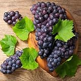 semillas decorativas de uva, uva de ción de uvas resistentes de interior de frescas, decoración de jardín al aire 50pcs