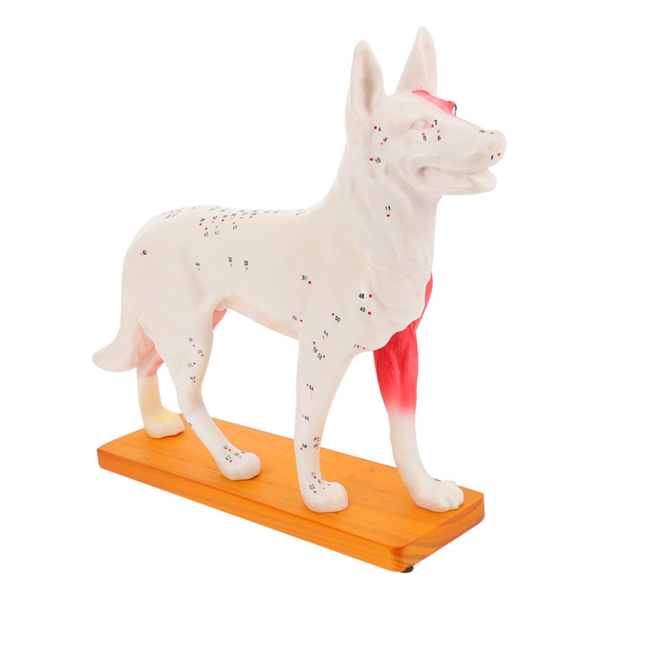 Modello di Agopuntura Canino in Pvc per Insegnamento Anatomia Veterinaria, Strumento Didattico per Studenti e Insegnanti di Medicina Cinese