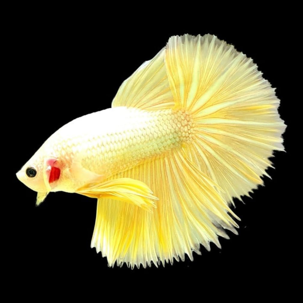 Yellow Dragon Halfmoon Male Betta Fish, 1 Count, Live Fish for Aquarium, Exotic Freshwater Live Fish