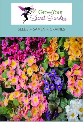 Primevère oreille d'ours - Primula auricula en mélange 50 Graines - vivace