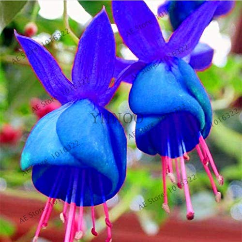 Amazon.co.jp: 発芽SEEDS：1000種：1000個のフクシア種子ランタン花