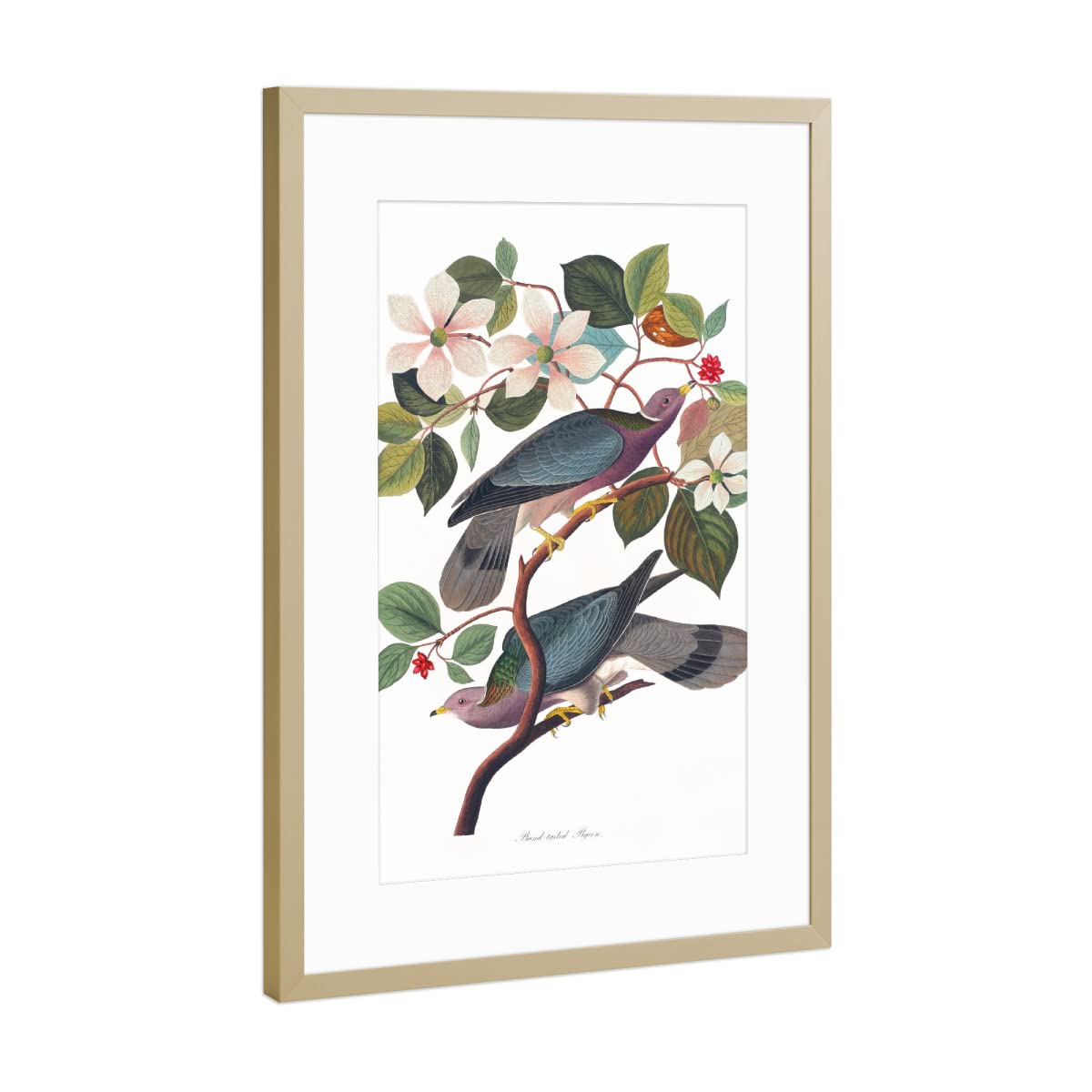 artboxONE Poster mit Rahmen Gold 45x30 cm Band-Tailed Pigeon von Mango Art - gerahmtes Poster