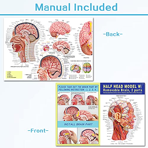 Image of Human Half Head Superficial Neurovascular Musculature Model with Removable Brain, Shows Cranial Cavity Nerve, Life Size Anatomical Head Model Skull Brain for Medical Teaching Learning, Education