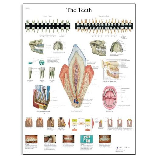 3B diseño de la Scientific los dientes guía de posición de