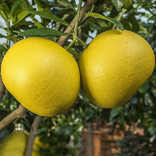 Image of GreenWorld Special Big Size All Time Seedless Yellow Batabi Lemon /Lebu Plant,(GRAFTED /GUTI KOLOM) Healthy Live Plant,''Fruit After 1 Year''
