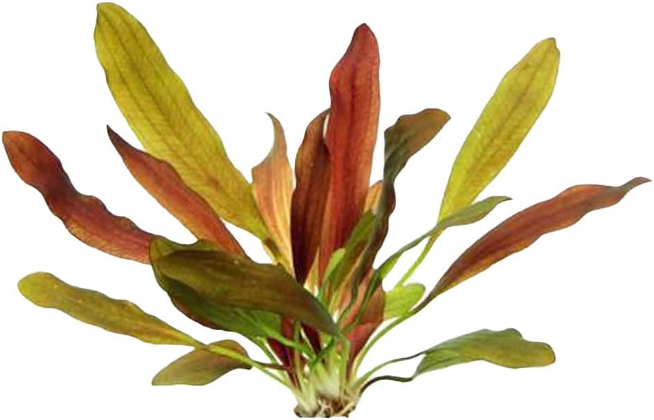 Amazon Sword Echinodorus Red Rubin Medium - Fast Growing & Colorful Plant – Mid-Ground Positioning - All Natural & Organic Aquatic Plant - Long Lasting & Easy to Care