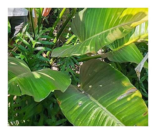 Pcs - 10x Philodendron Davidsonii Subsp. Bocatoranum Jardin Plantes - Graines ID990 - Seeds & Plants Shop by Ipsa