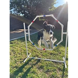 Dog agility equipment practice tirehoop jump   cucciolini doodles