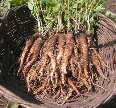 菓子 MOORCHOCO Radix Glehniae 200g Natural Code - Dried Glehnia Root 454g/1lb - Dried Coastal Glehnia