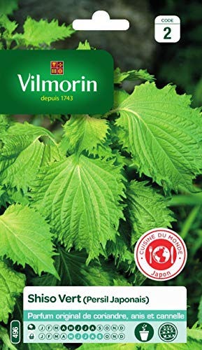 Vilmorin - Shiso Vert -Plante annuelle - Facile à réussir - Feuilles Graphiques décoratives -Incontournable dans la Cuisine Japonaise