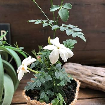 ジャスミン Amazon.co.jp: ホワイトプリンセス 四季咲き ジャスミン