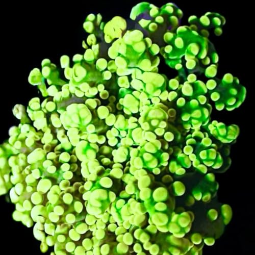 coralSLover. Live Aquaculture Coral Decor &ndash; Lemon-Lime Frogspawn | Aquarium Decorations for...